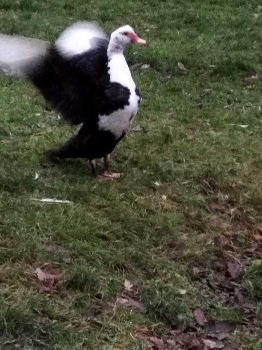 kaczki kaczory francuskie PIŻMOWE