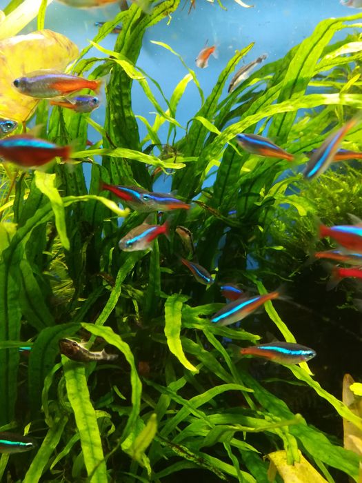 Roślina akwariowa Microsorium Narrow