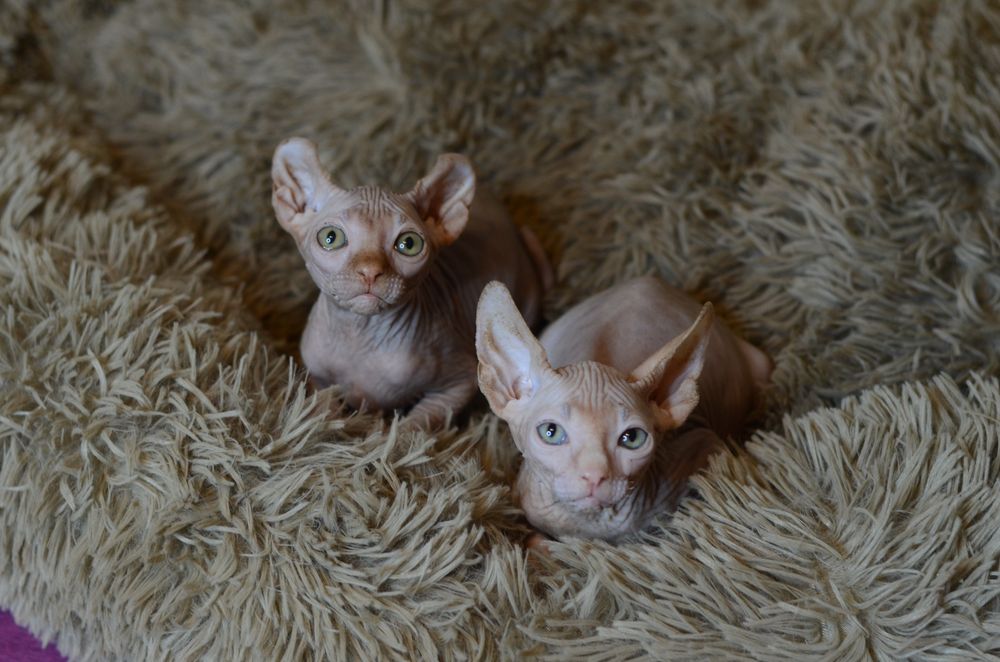 Канадский сфинкс. Эльф