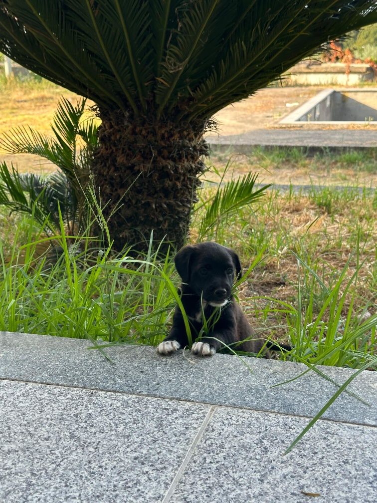 Cachorros com 2 meses