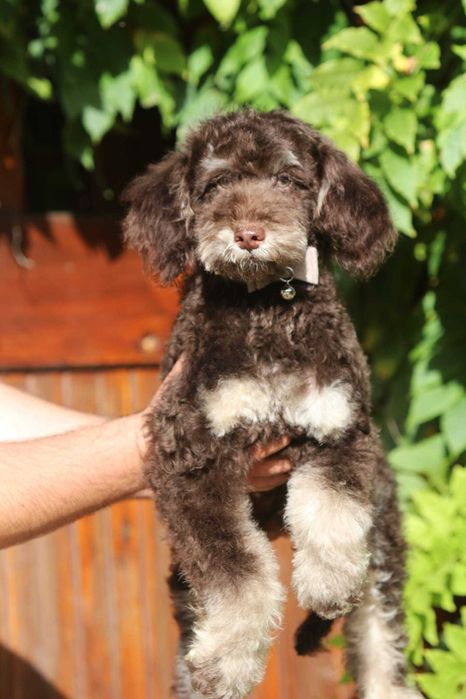 PUDEL ŚREDNI brązowy Tan Choco Tan piesek samiec Alex wideo video