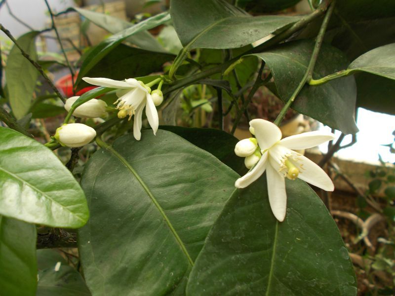 Цитрусовые растения для дома