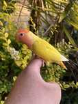 Agapornis domesticado excecional