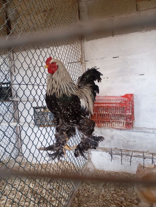 Ovos ferteis de patos e galinhas algumas raças