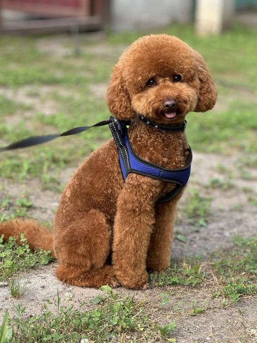 Вязка той пудель ред браун