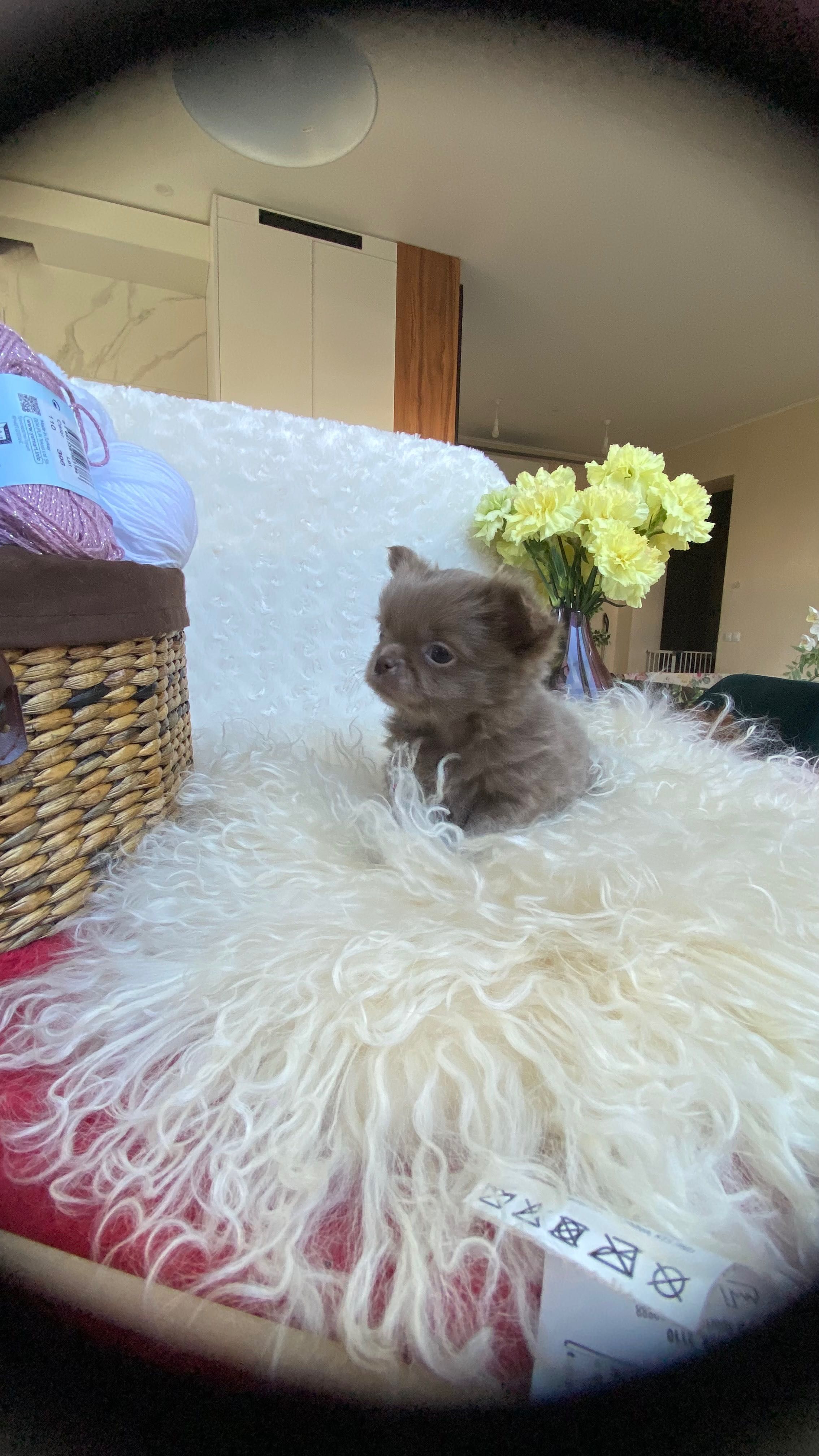 Niesamowity liliowy piesek chihuahua FCI