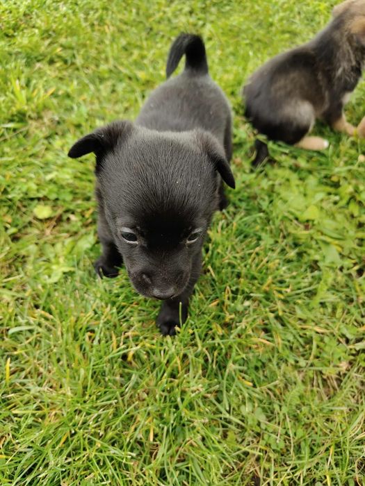 Oddam pieski w dobre ręce