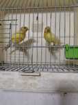 Vende casal de canarios Harrz roller