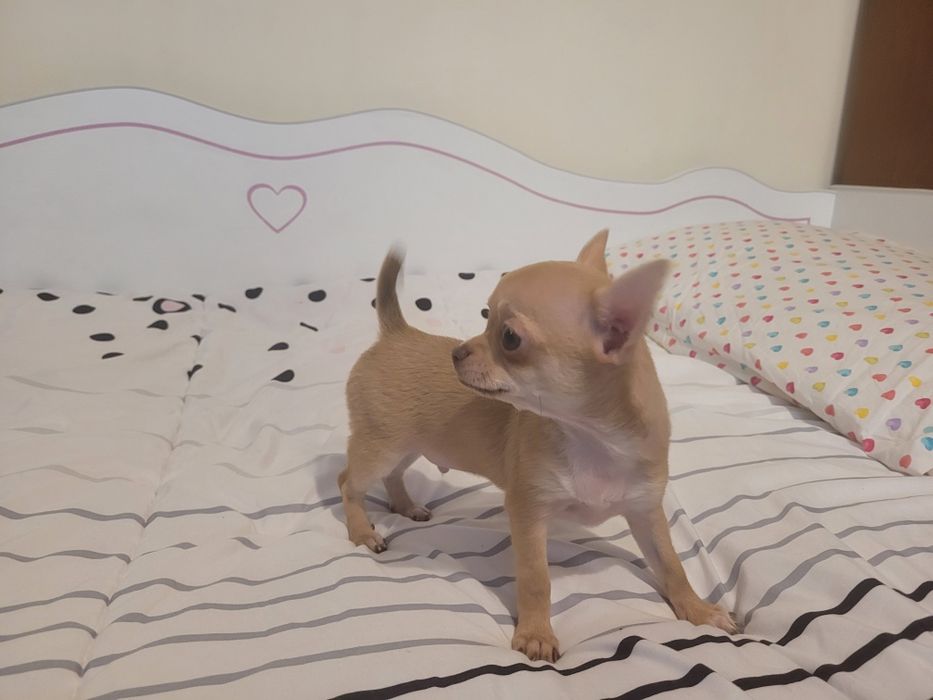 Kapitalnej budowy miniaturka Chihuahua