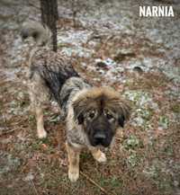 50 kg owczarka kaukaska Narnia do adopcji. 1,5 roczna