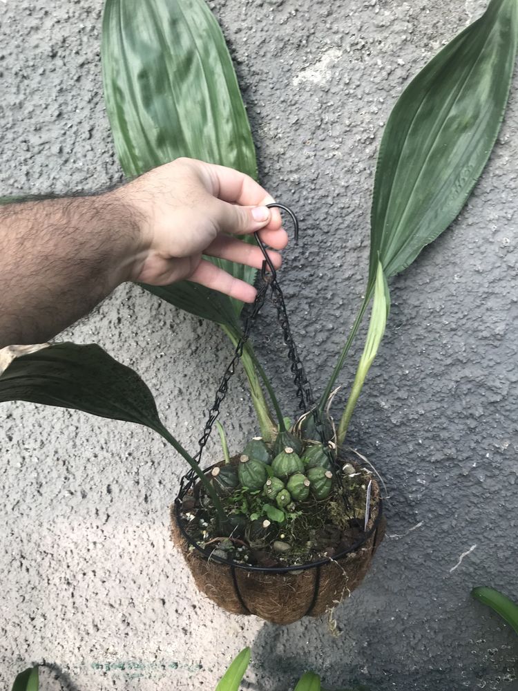 Orquidea Stanhopea Steven Silva