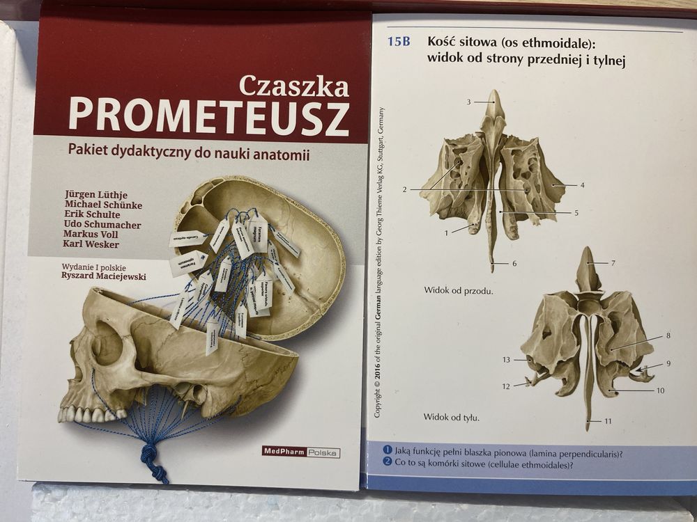Czaszka PROMETEUSZ, pakiet dydaktyczny do nauki anatomii
