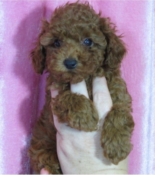 Той Пудель ред Браун з документами клубу ККУ