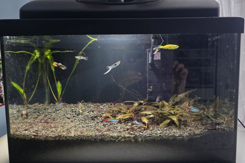 Akwarium+rybki+filtr+akcesoria