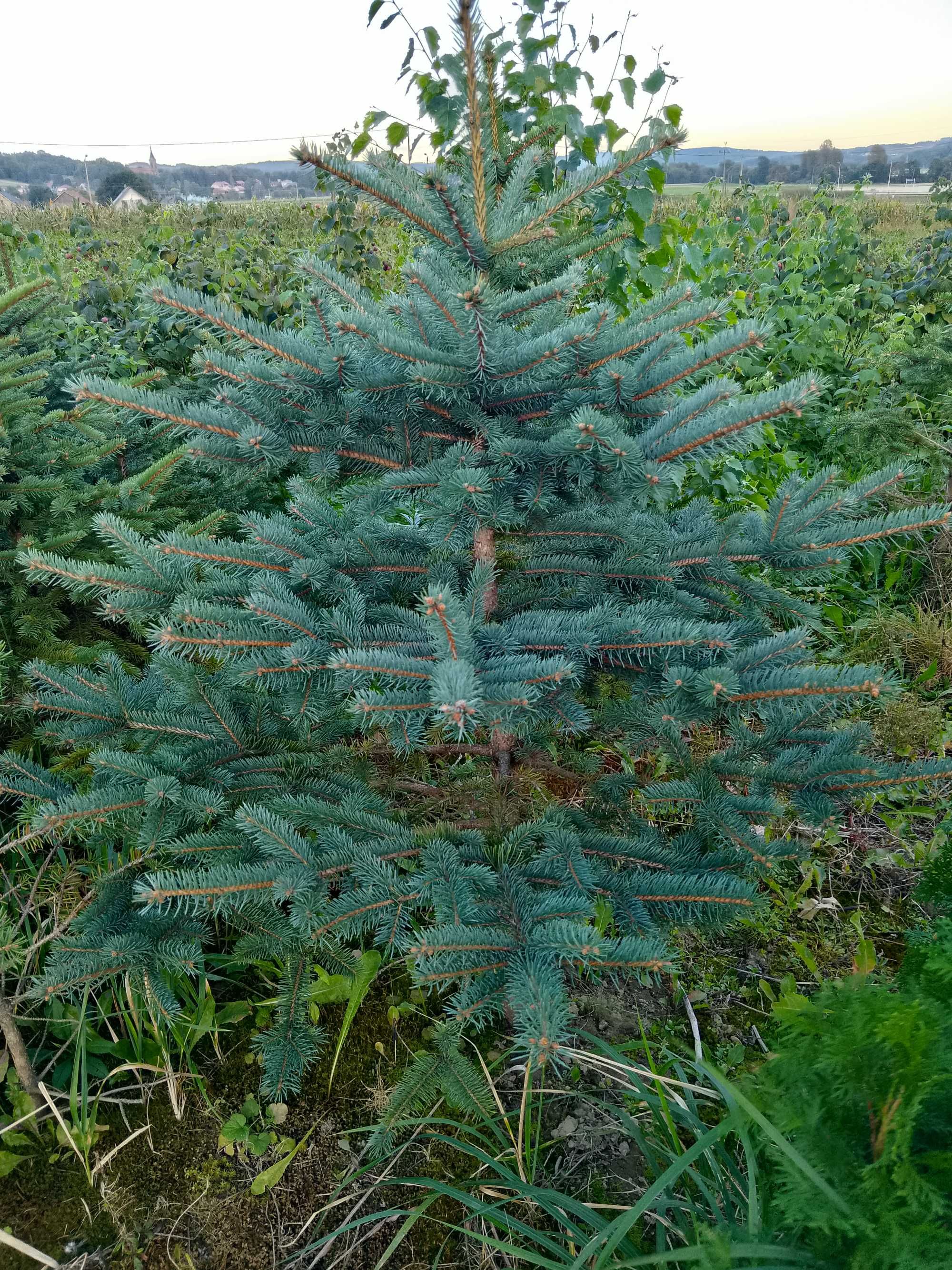 Sadzonki sosna zwyczajna, świerk srebrny, klon jawor