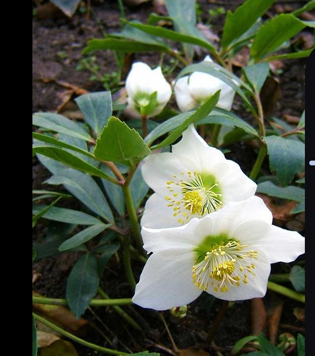 Морозник,чемерник