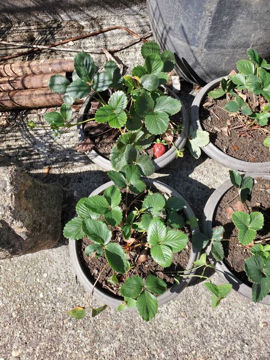 12 Morangueiros em vaso