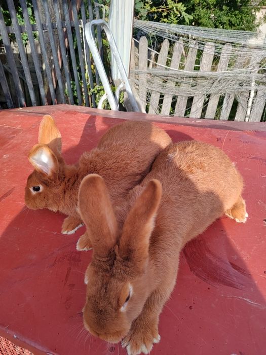 Króliki nowozelandzkie nc Ur 1 maja 2025 r