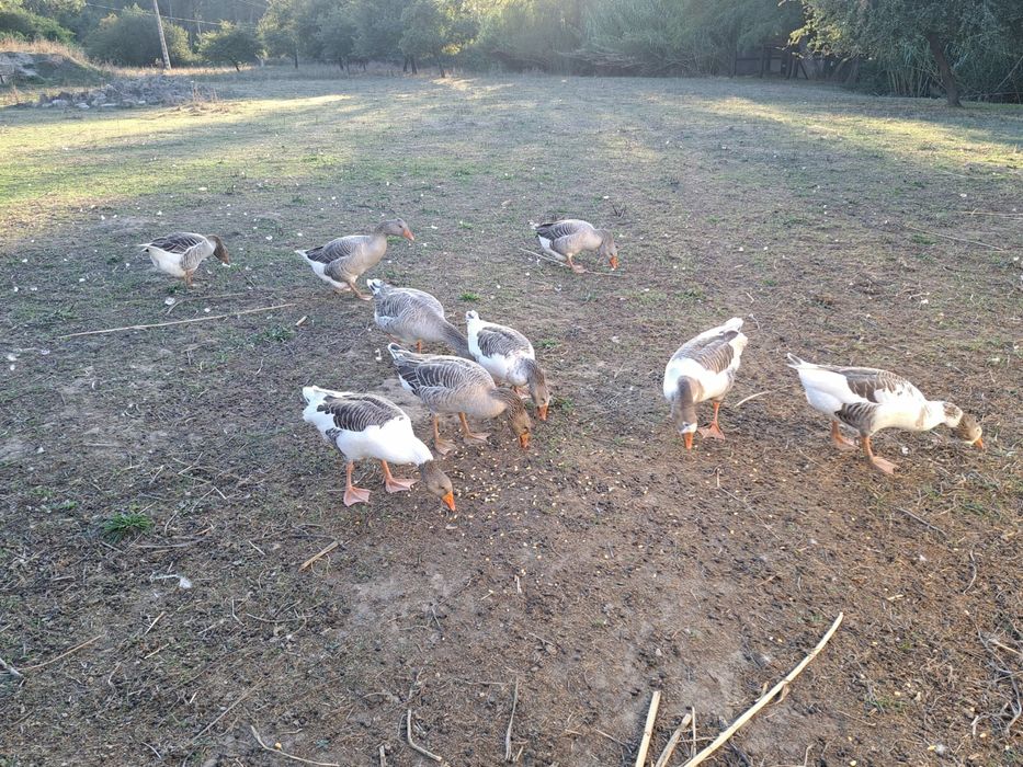 Vendo gansos do campo