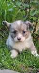 Lilou & Laure**Welsh Corgi Cardigan **Sunia Merle **Do Rezerwacji