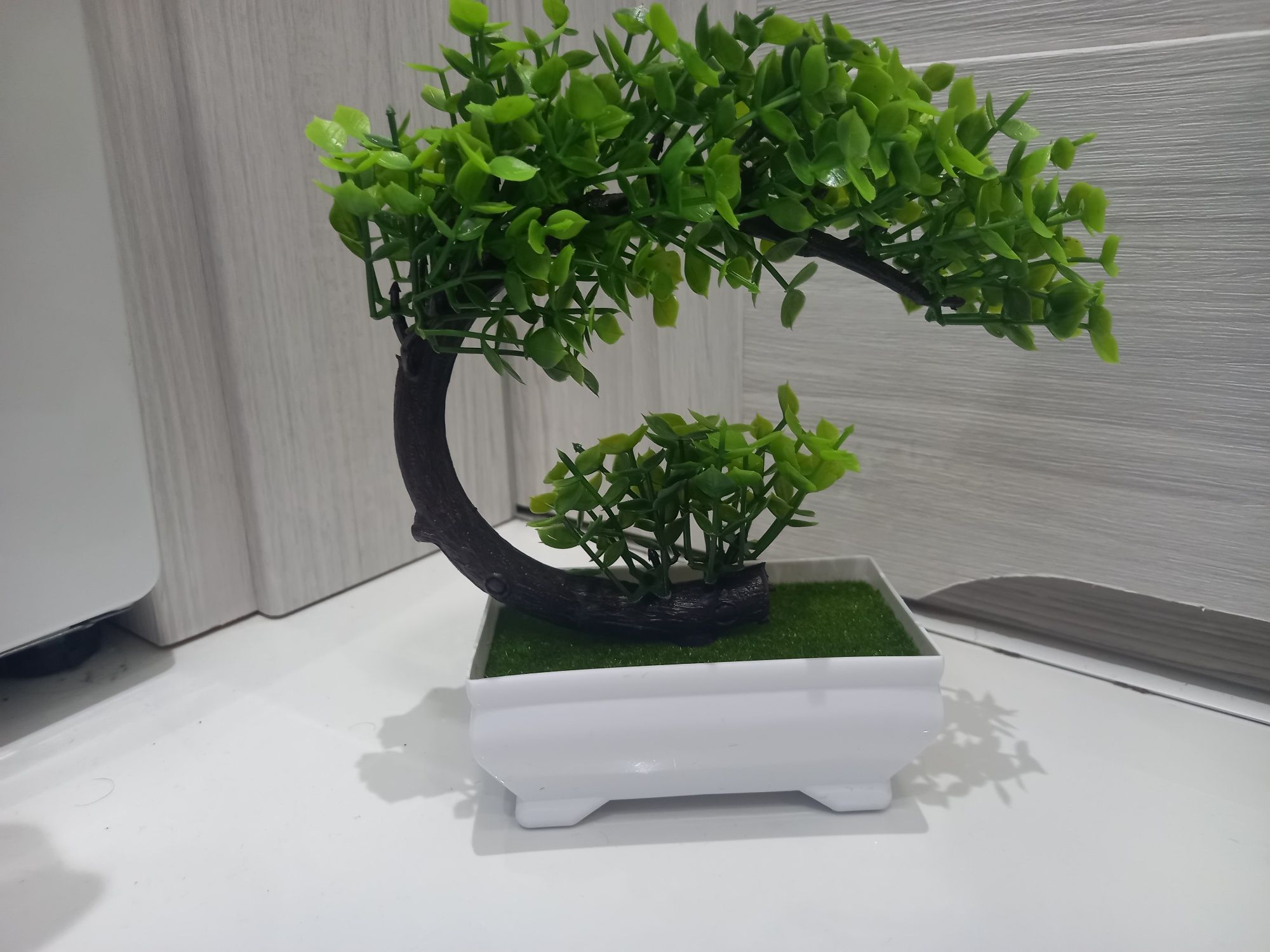 Drzewko Bonsai w dobrej cenie