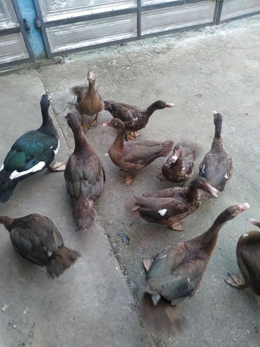 Продам муксусних качок