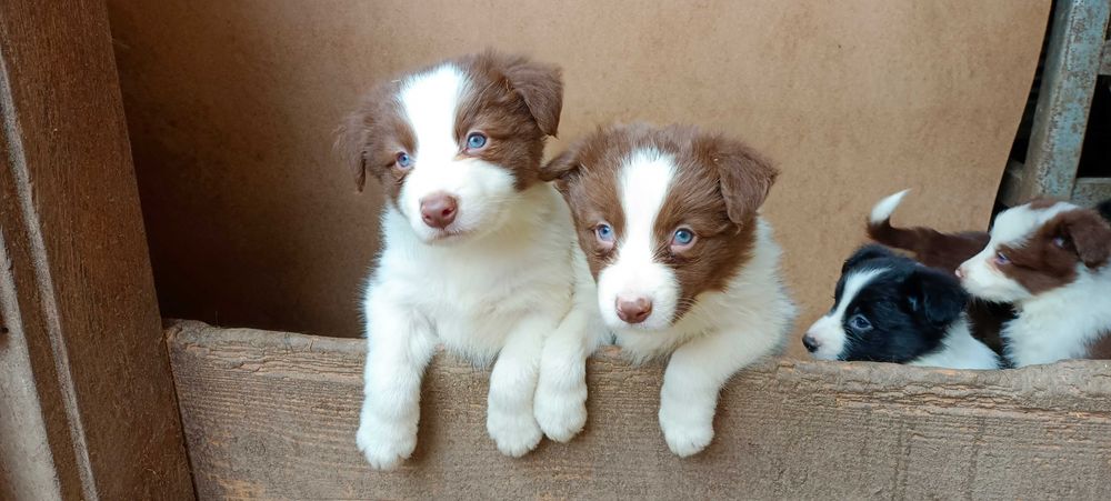 Border collie -suczka