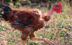 Інкубаційне яйце Іспанка Голошийка Червона