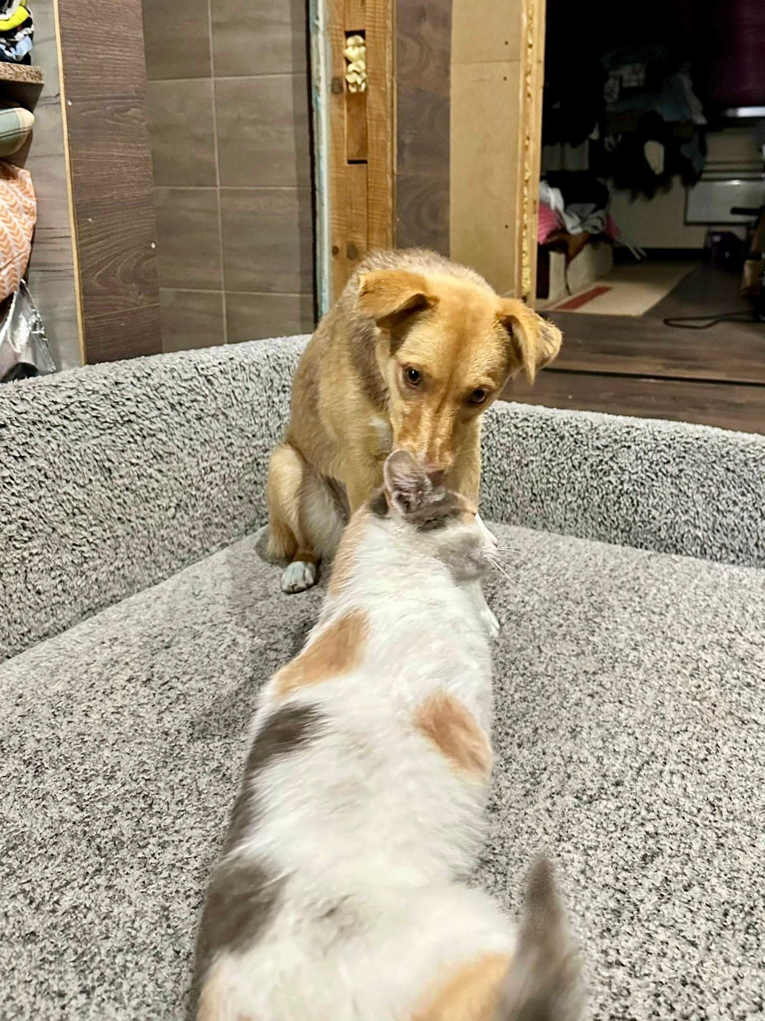 FOXY mała sunia 9 kg może mieszkać  z KOTAMI. Uratowana w Bułgarii
