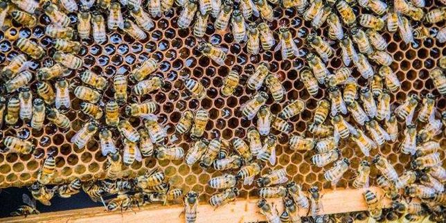 Бджолосімії породи Бахфаст