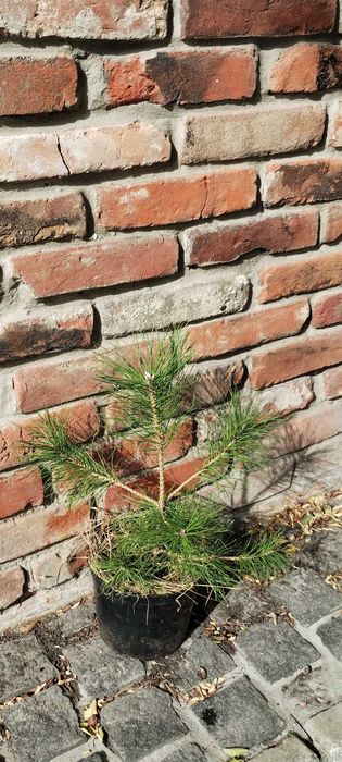 Туя, ялівець, можжевельник, сосна, кипарисовик