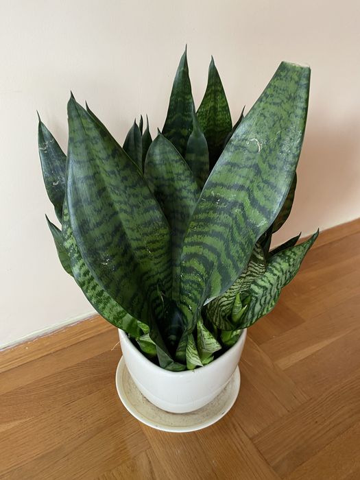 Sansevieria Sanseveria Sanseweria kwiat 35 cm