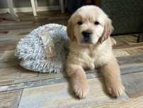 Golden retriever zkwp szczeniak po zdrowych rodzicach FCI