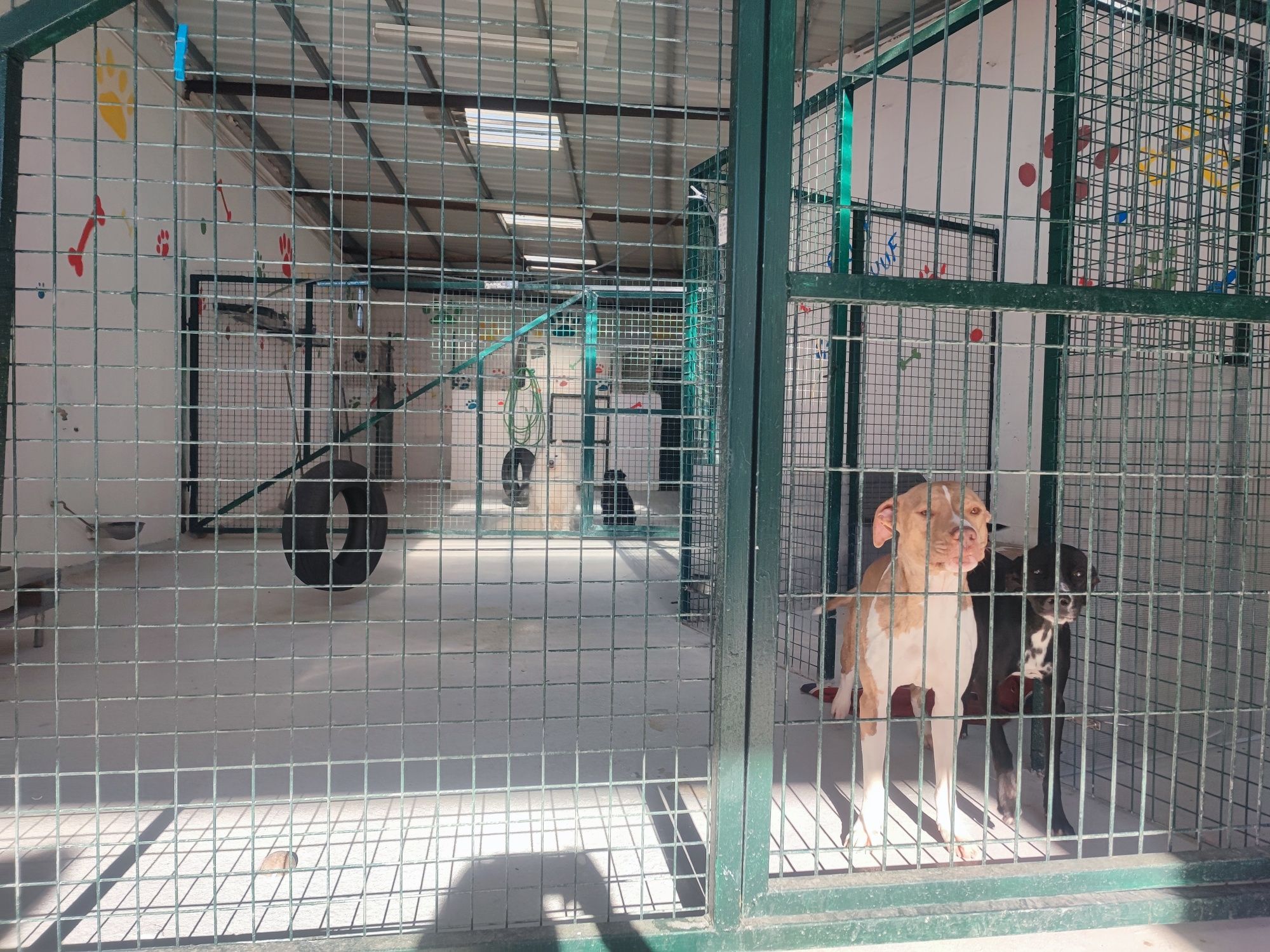 Hotel para cães.