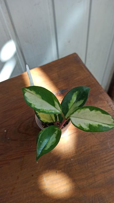 Продам гибискус,сансельверию,хою,сингониум