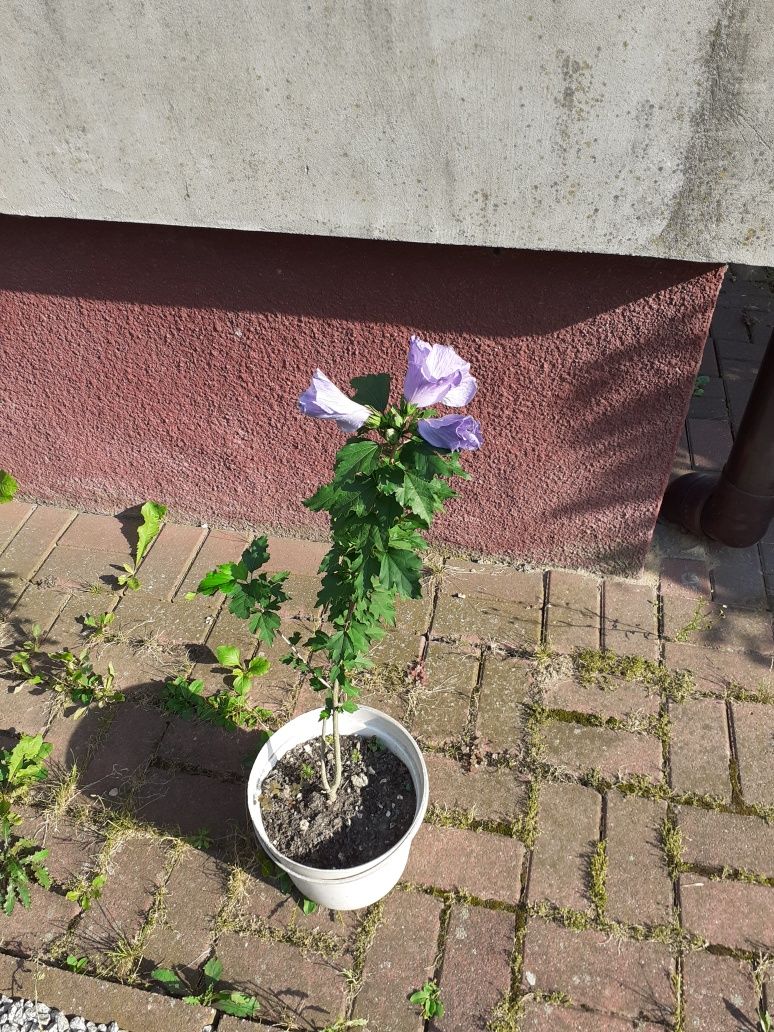 Hibiskus chińska  róża