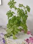 Odszczepka geranium
