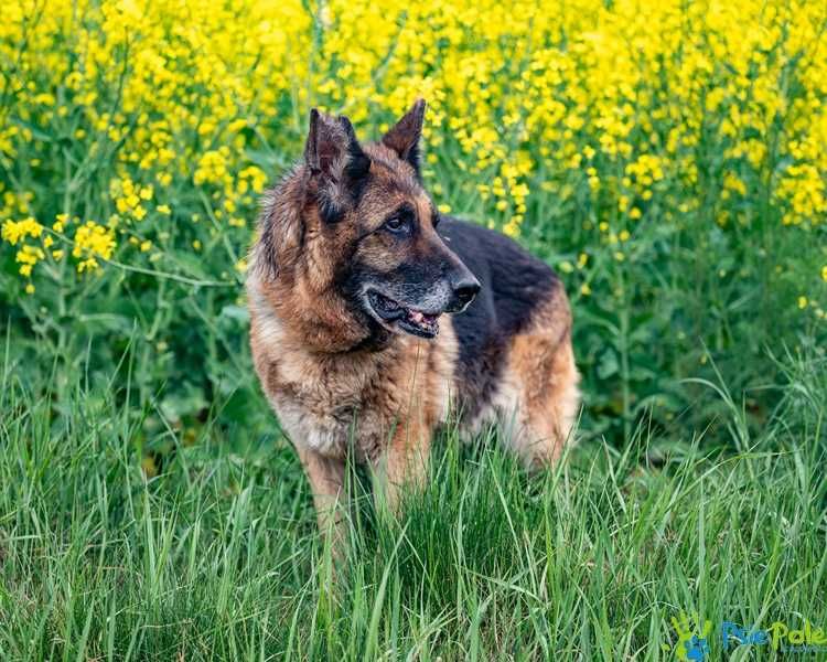 Sonetka - starsza, miła suczka w typie rasy owczarek niemiecki