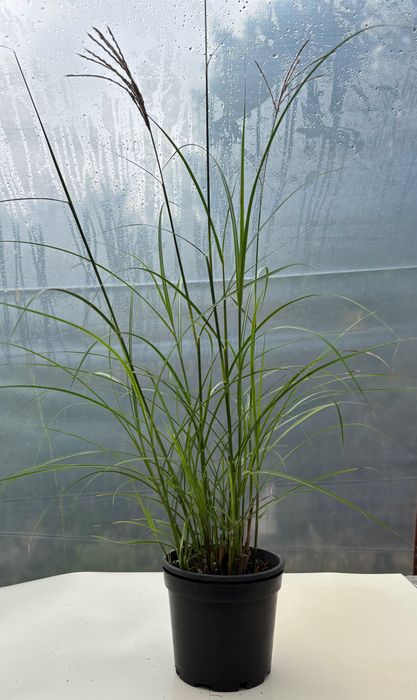 Miskant Gracillimus , Morning Light, Red Chief ,Zebrina