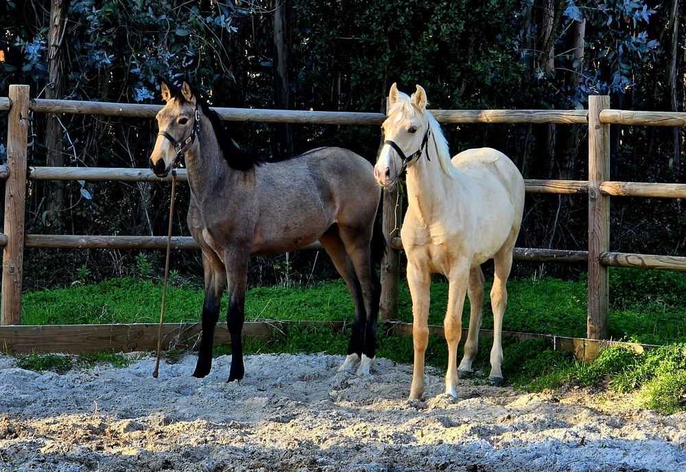 Vendo dois poldros psl baio e palomino