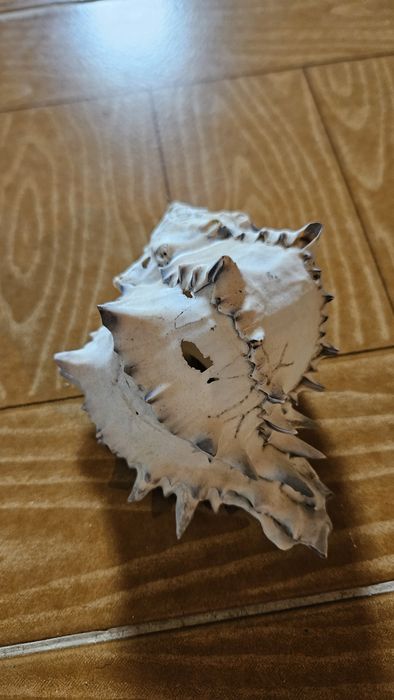 Decoração Buzio para Aquario