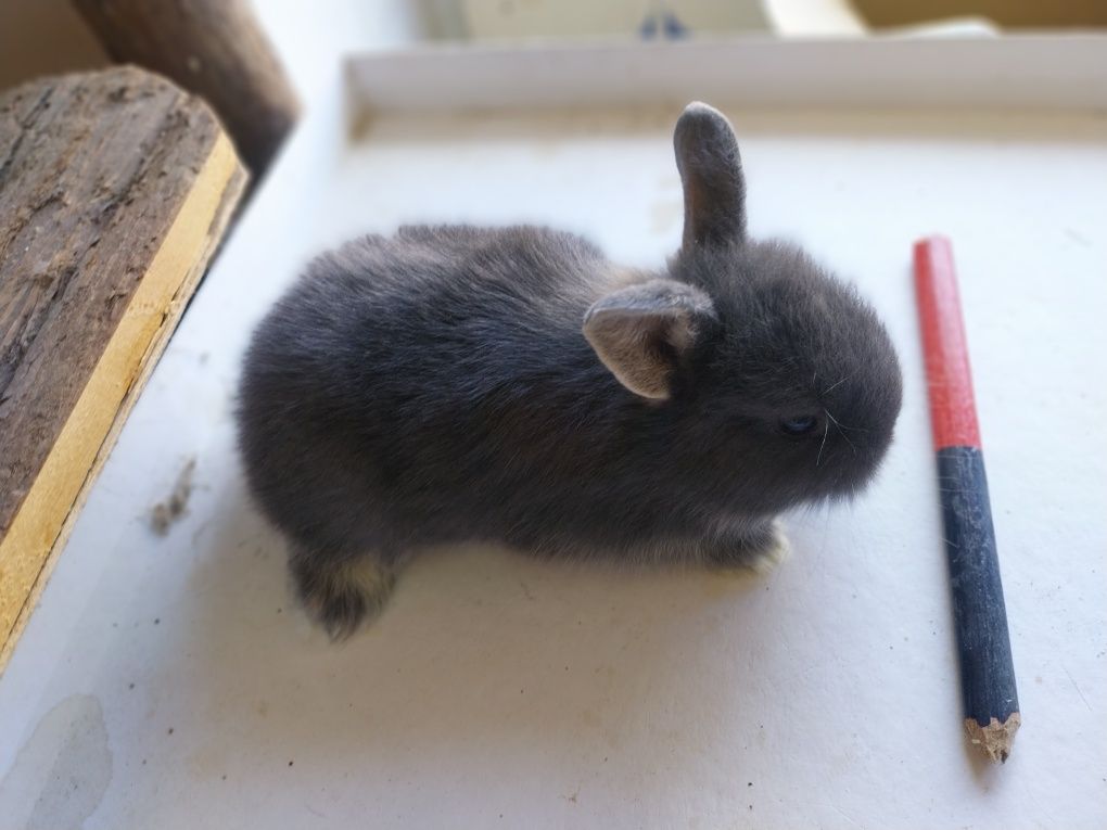 Coelhos anões cabeca de leão  /minilop/nederland dwarf