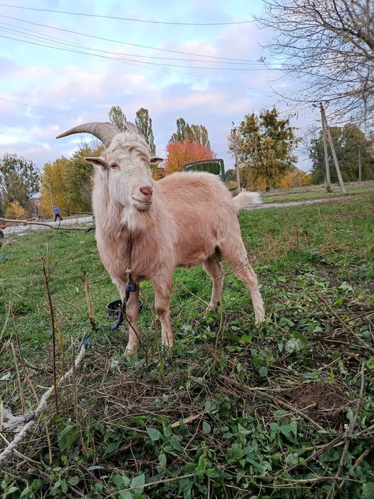Продам  козла на племя