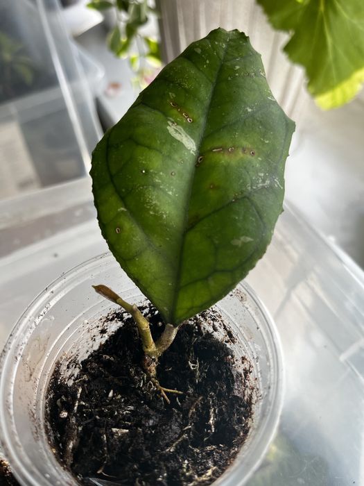 Хойя Світлана, Svetlana hoya