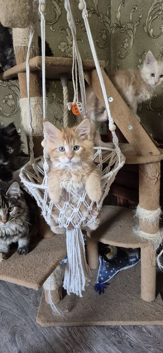 Шикарний кіт Мейн кун на вязку