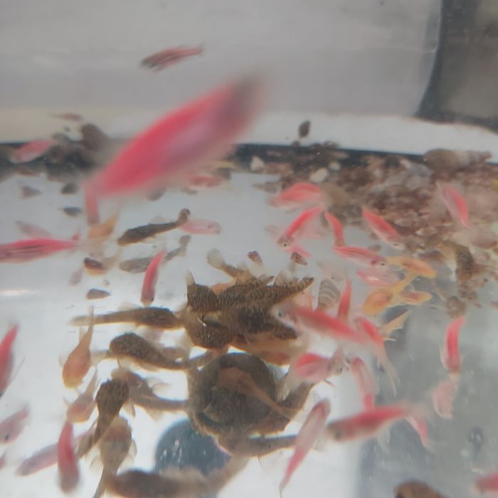 Glonojady niebieskie i złote