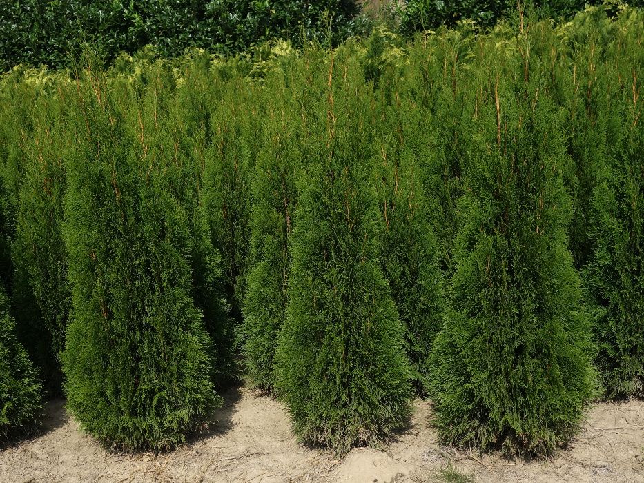 Thuja Smaragd 160,180,200,220 cm! Sadzimy! Tuje! Tuja Szmaragd! Dowóz!