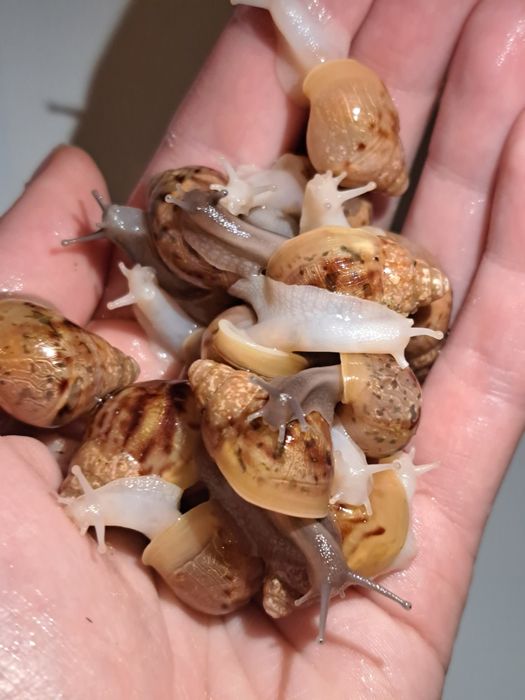 Улитки ахатина фулика альбино и стандарт равлики малыши