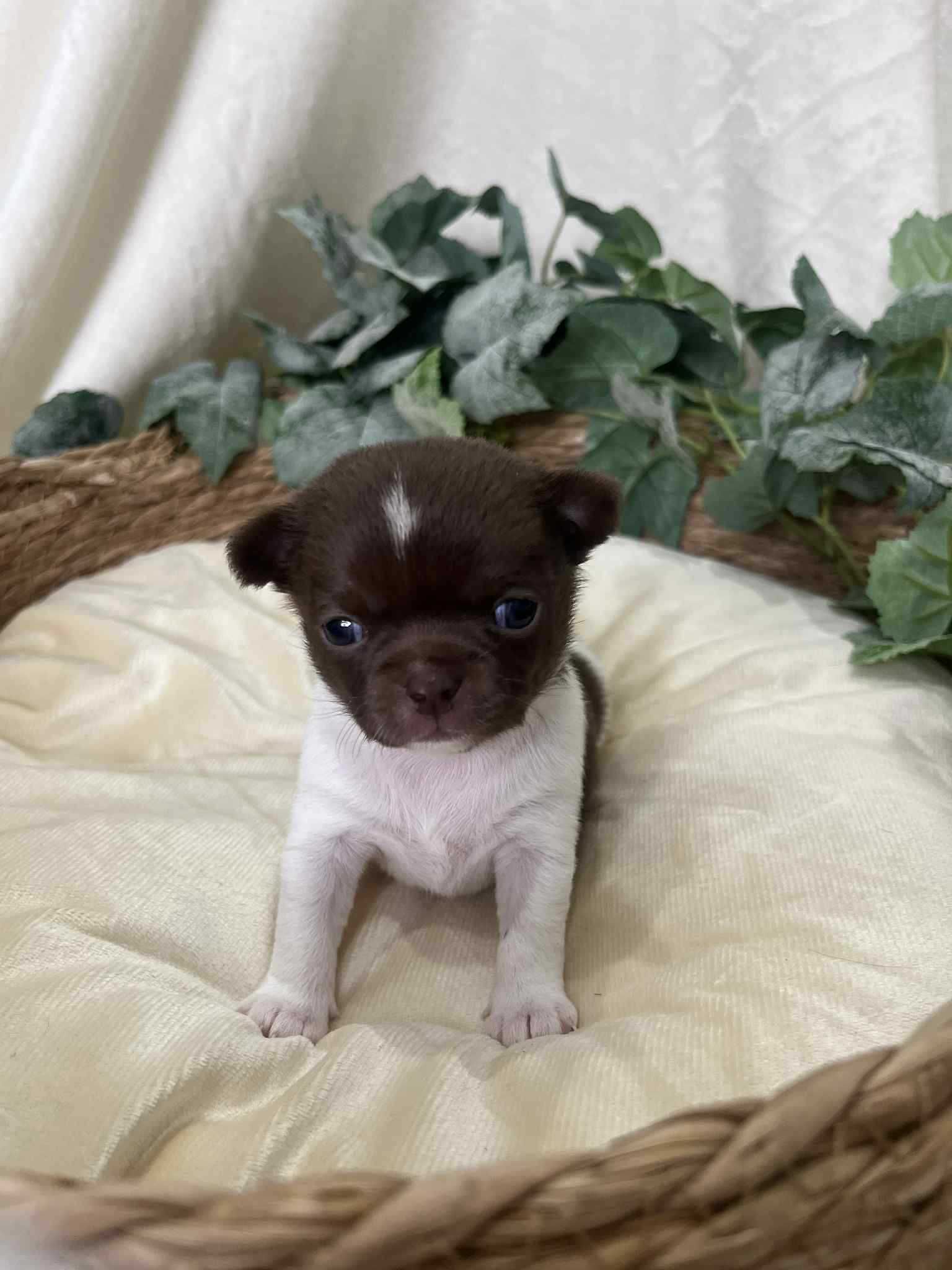 Chihuahua krótkowłosa - wyjątkowa suczka