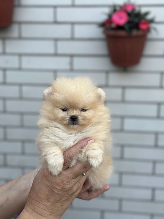 Хлопчик померанського шпіца